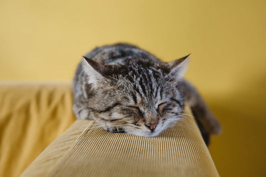 Améliorez votre sommeil avec ces techniques de relaxation