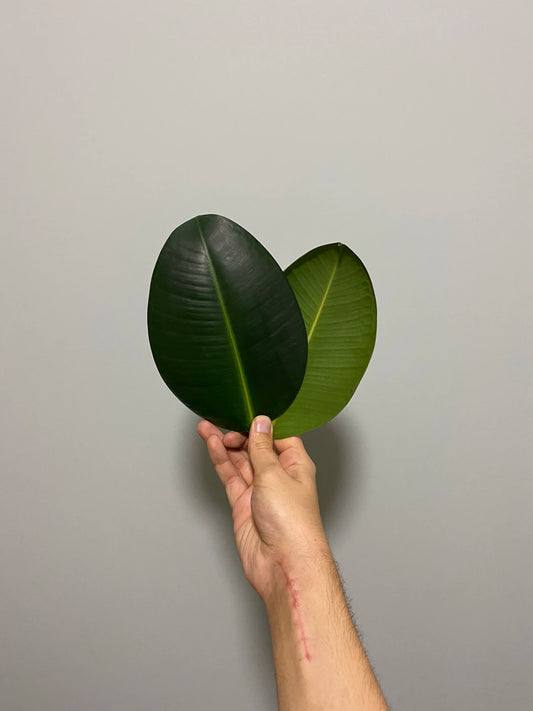Matelas écologiques le futur du confort
