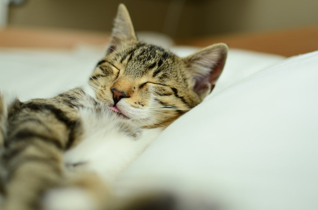 a cat sleeping on a bed with its eyes closed