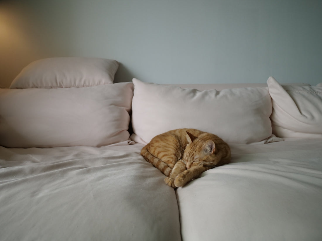 brown tabby cat on white couch