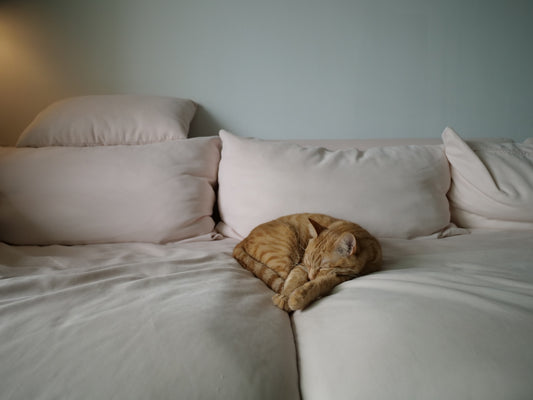 brown tabby cat on white couch