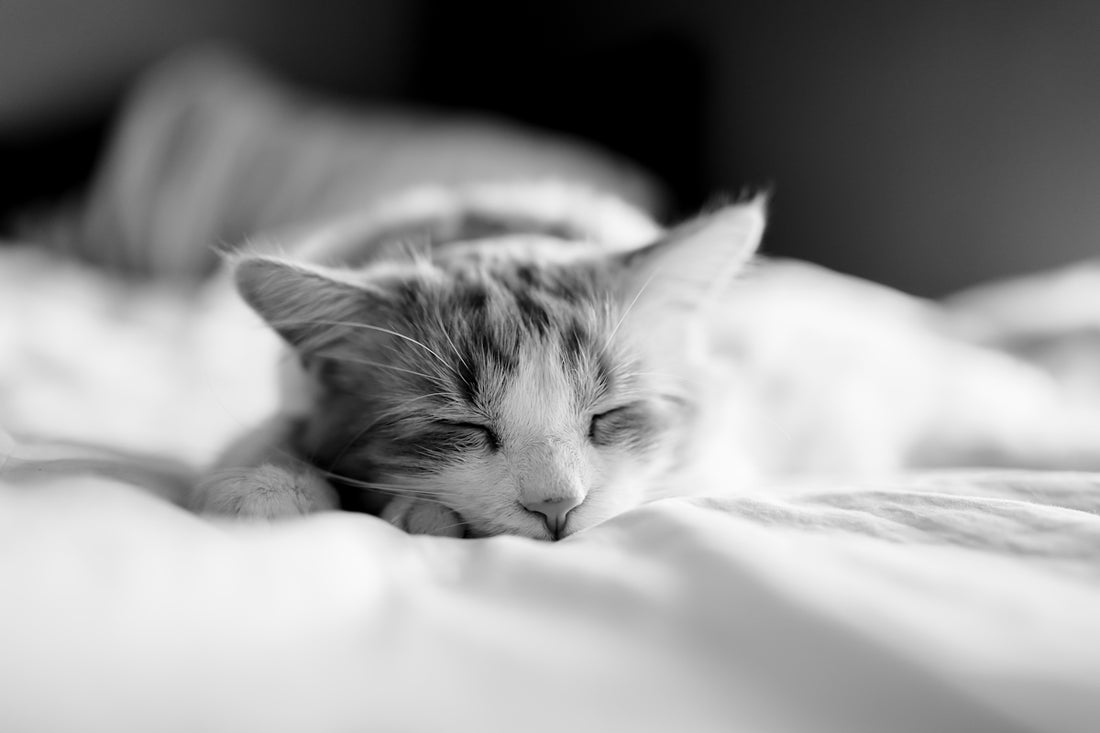 a black and white photo of a cat sleeping on a bed