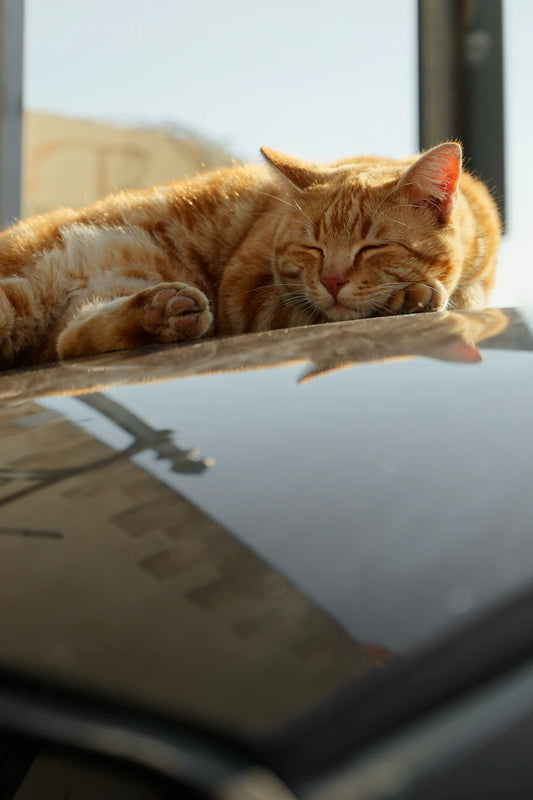 Le Sommeil et son Impact sur Notre Productivité Quotidienne